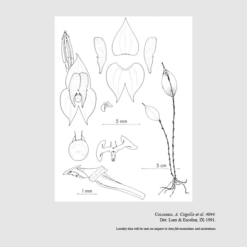 Lepanthes parmata
